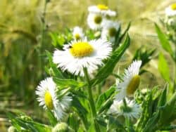 Wildpflanzen & Wildkräuter mit weißen Blüten bestimmen