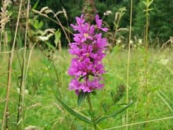 Blutweiderich - Gewöhnlicher (Lythrum salicaria)