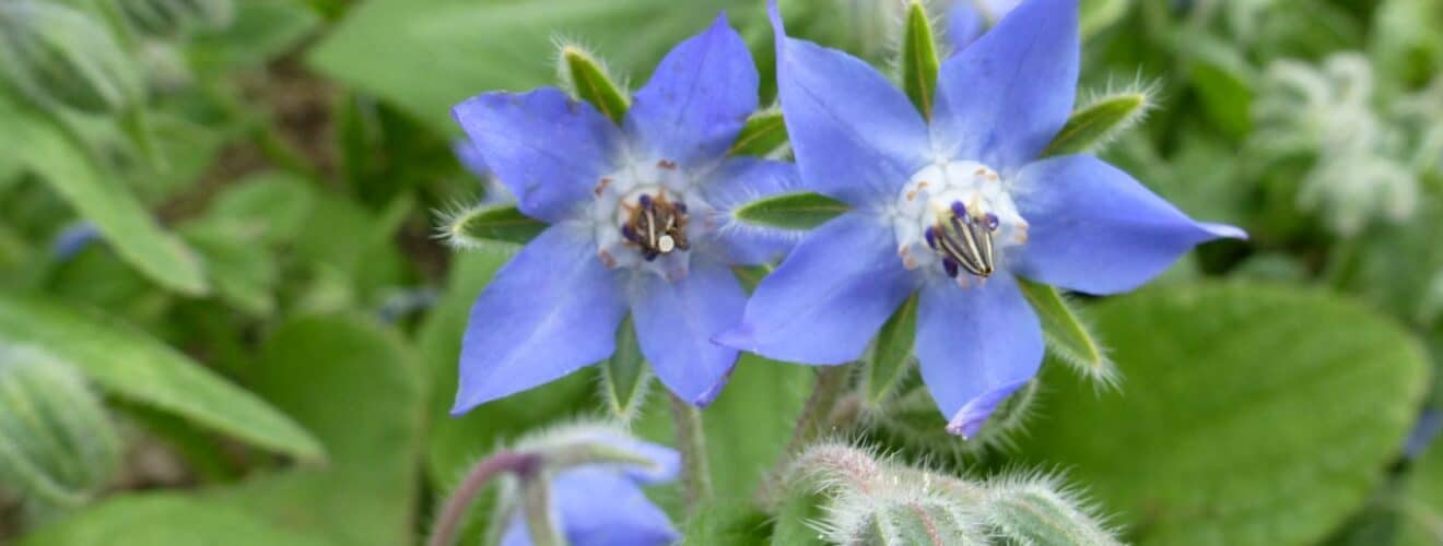 Borretsch (Borago officinalis)