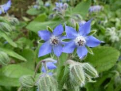 Borretsch (Borago officinalis)