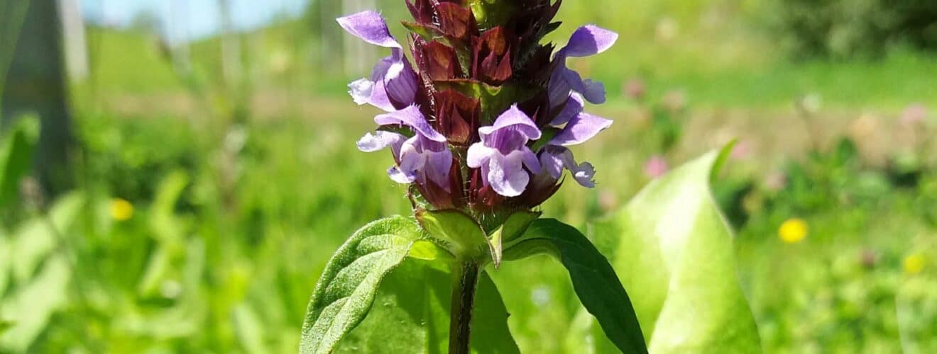 Braunelle - Kleine (Prunella vulgaris)