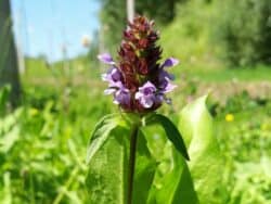 Braunelle - Kleine (Prunella vulgaris)