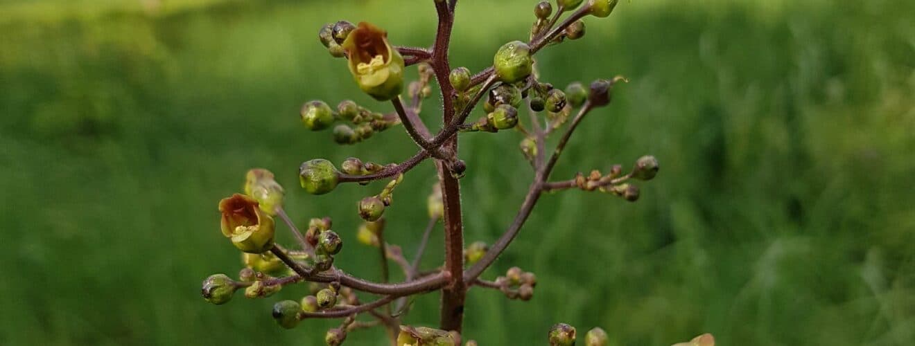 Braunwurz - Knotige (Scrophularia nodosa)