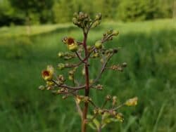 Braunwurz - Knotige (Scrophularia nodosa)