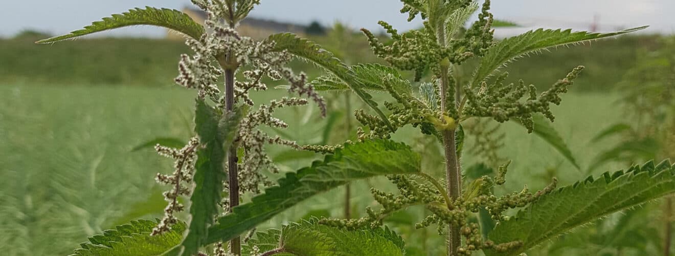 Brennnessel - Große (Urtica dioica)