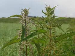 Brennnessel - Große (Urtica dioica)