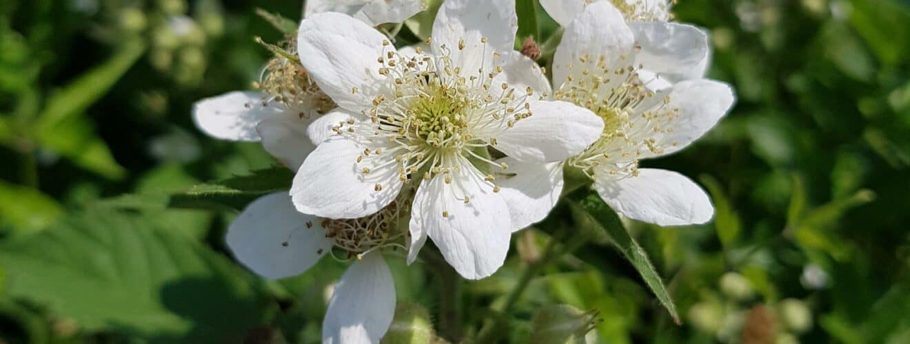 Brombeeren (Rubus)