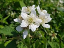Brombeeren (Rubus)