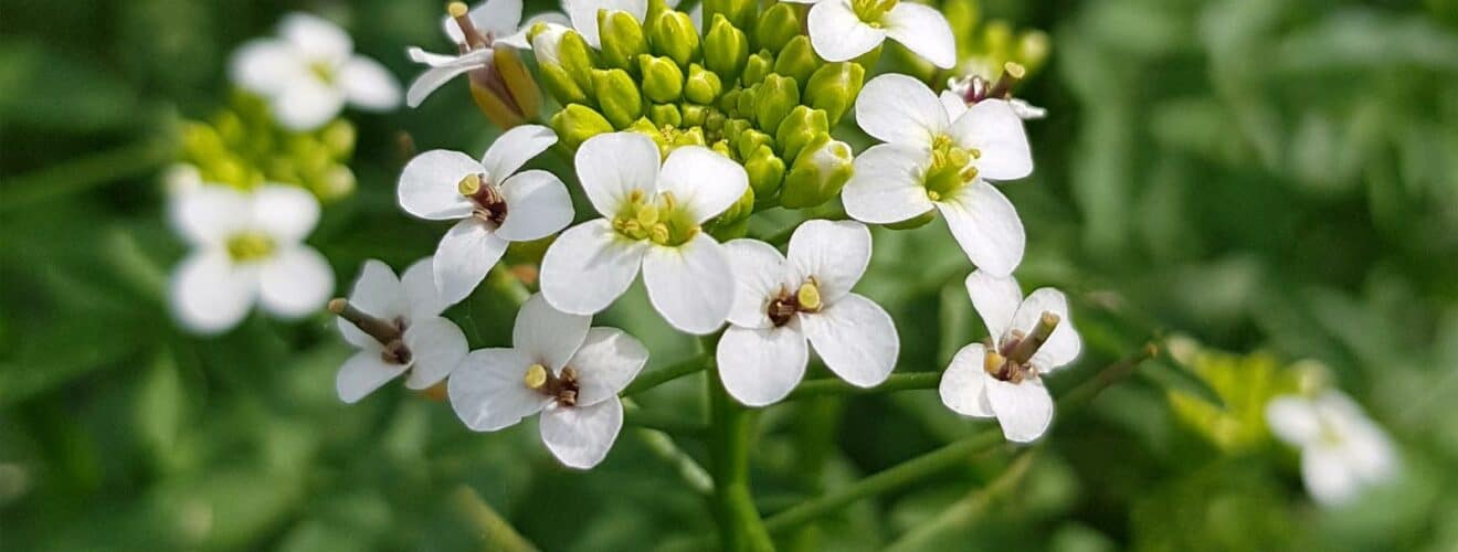 Brunnenkresse - Echte (Nasturtium officinale)