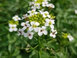 Brunnenkresse - Echte (Nasturtium officinale)