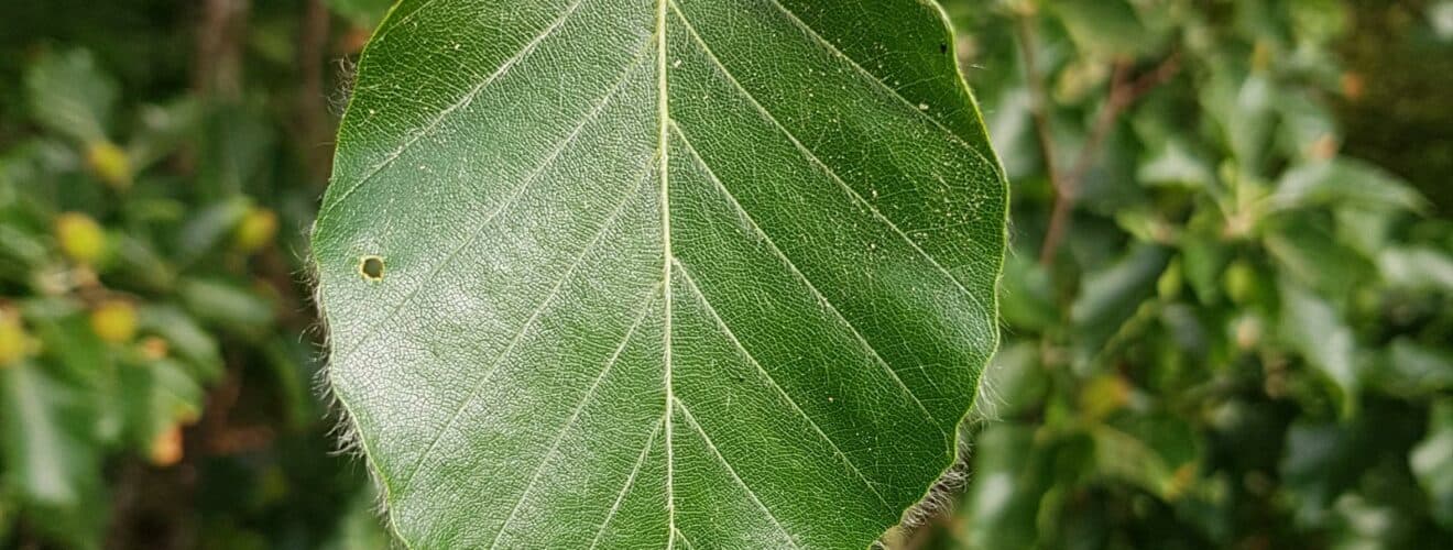 Buche - Rotbuche (Fagus sylvatica)