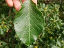 Buche - Rotbuche (Fagus sylvatica)