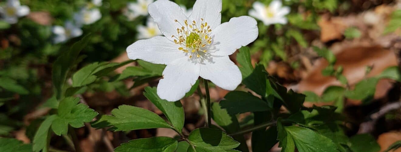 Buschwindröschen (Anemone nemorosa)