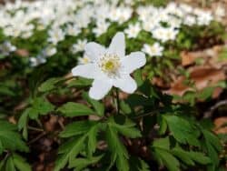 Buschwindröschen (Anemone nemorosa)