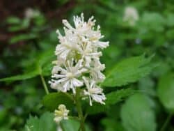 Christophskraut - Ähriges (Actaea spicata)