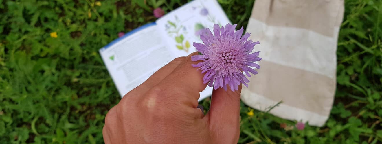 Witwenblume und Lexikon auf Wiese