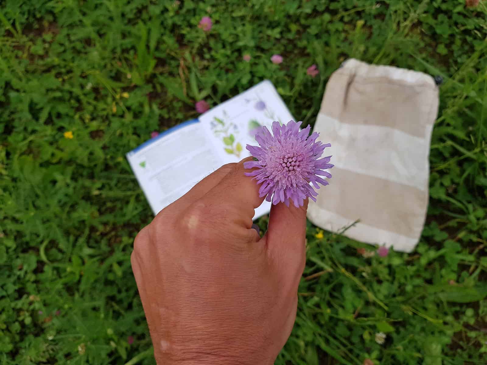 Witwenblume und Lexikon auf Wiese