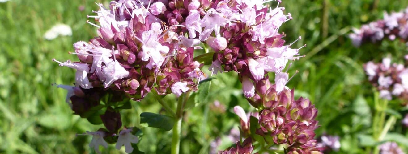 Dost - Oregano (Origanum vulgare)