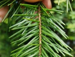 Douglasie - Gewöhnliche (Pseudotsuga menziesii)