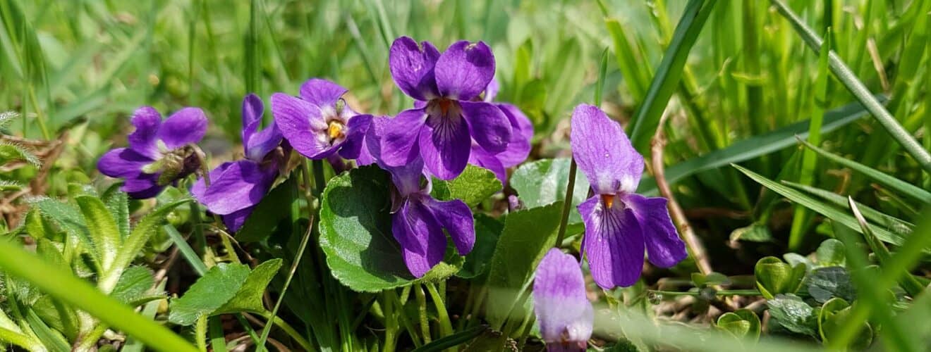 Duftveilchen (Viola odorata)