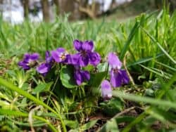 Duftveilchen (Viola odorata)