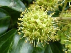 Efeu - Gemeiner (Hedera helix)