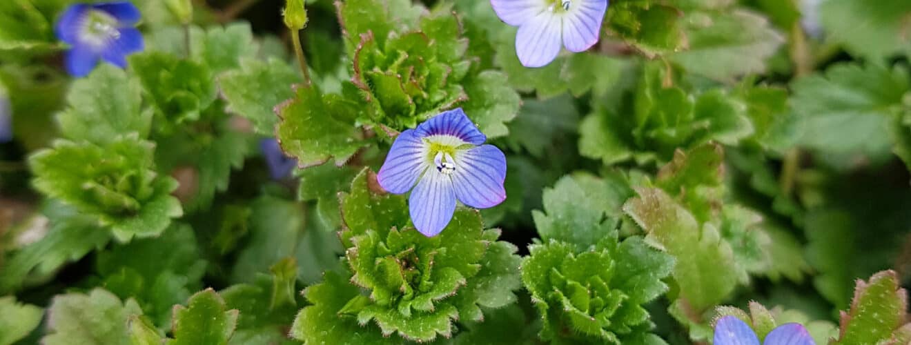 Ehrenpreis - Persischer (Veronica persica)