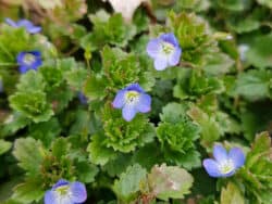 Ehrenpreis - Persischer (Veronica persica)