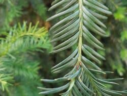 Eibe - Europäische (Taxus baccata)