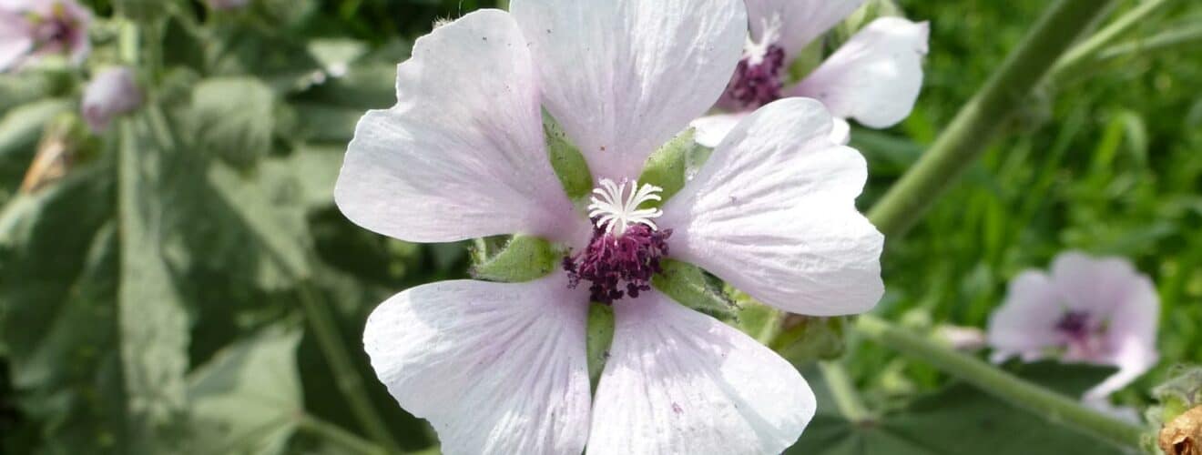 Eibisch - Echter (Althaea officinalis)