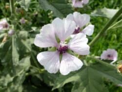 Eibisch - Echter (Althaea officinalis)