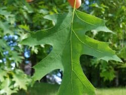 Eiche - Roteiche (Quercus rubra)
