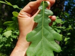 Eiche - Stieleiche (Quercus robur)