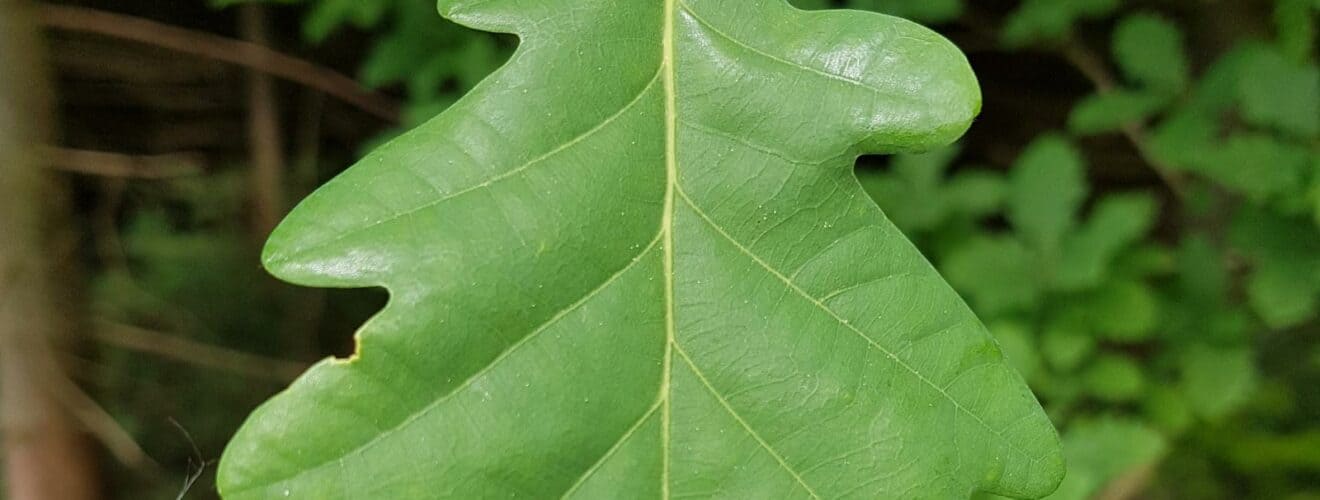 Eiche - Traubeneiche (Quercus petraea) Die Traubeneiche wächst als sommergrüner Baum, der Wuchshöhen von 25 bis 30 (maximal 40) Meter und Stammdurchmesser bis zu 2 Meter erreicht. Durch ihre kräftige Pfahlwurzel ist sie ...