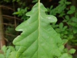 Eiche - Traubeneiche (Quercus petraea) Die Traubeneiche wächst als sommergrüner Baum, der Wuchshöhen von 25 bis 30 (maximal 40) Meter und Stammdurchmesser bis zu 2 Meter erreicht. Durch ihre kräftige Pfahlwurzel ist sie ...