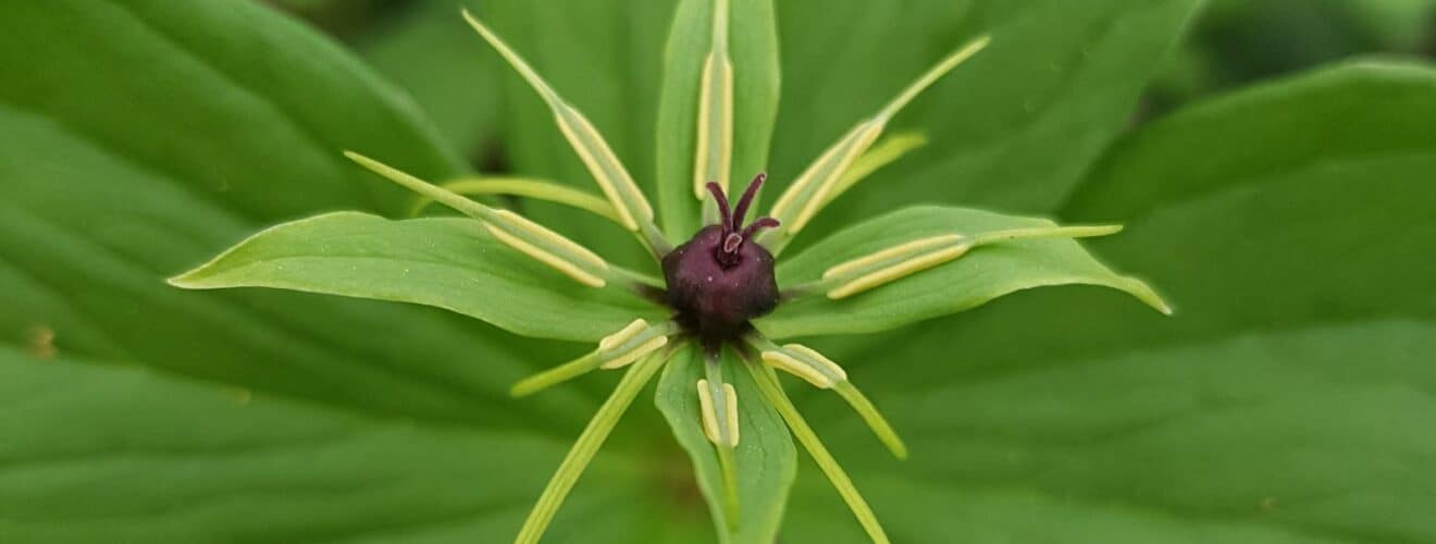 Einbeere - Vierblättrige (Paris quadrifolia)