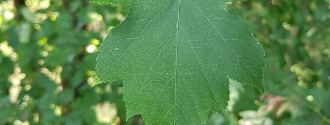 Elsbeere (Sorbus torminalis)