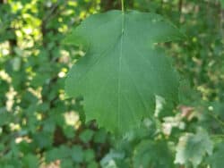 Elsbeere (Sorbus torminalis)