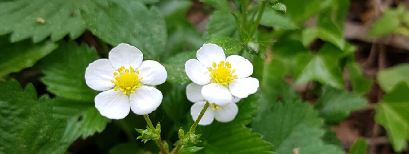 Erdbeere - Walderdbeere (Fragaria vesca)