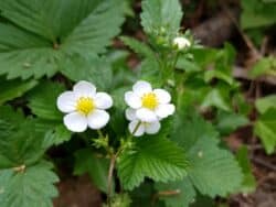 Erdbeere - Walderdbeere (Fragaria vesca)