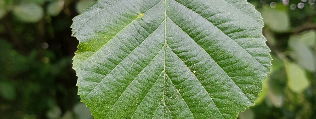 Erle - Schwarz-Erle (Alnus glutinosa)