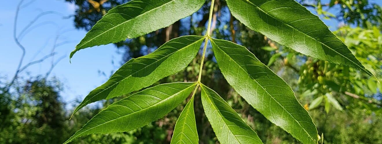 Esche - Gemeine Esche (Fraxinus excelsior)