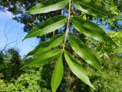 Esche - Gemeine Esche (Fraxinus excelsior)