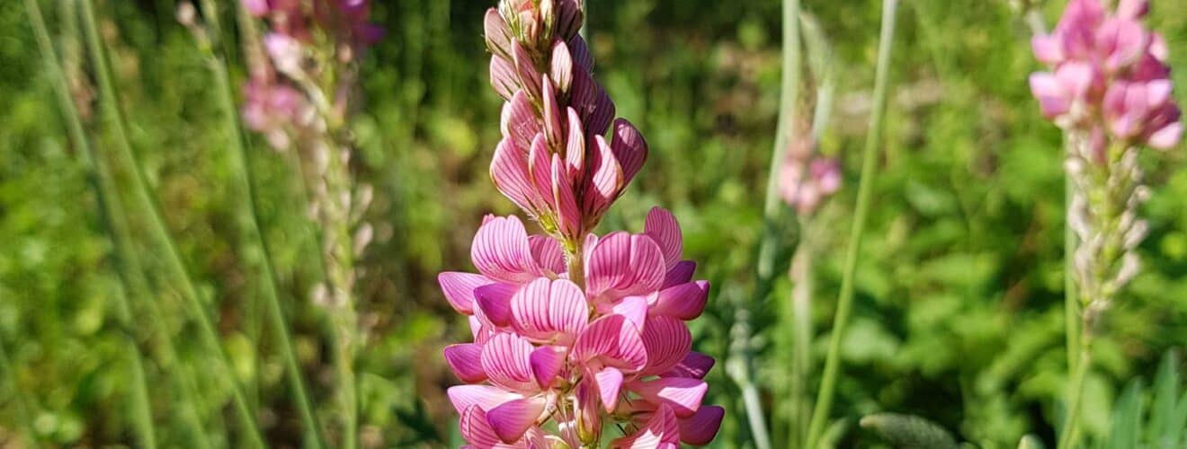 Esparsette - Saat (Onobrychis viciifolia)