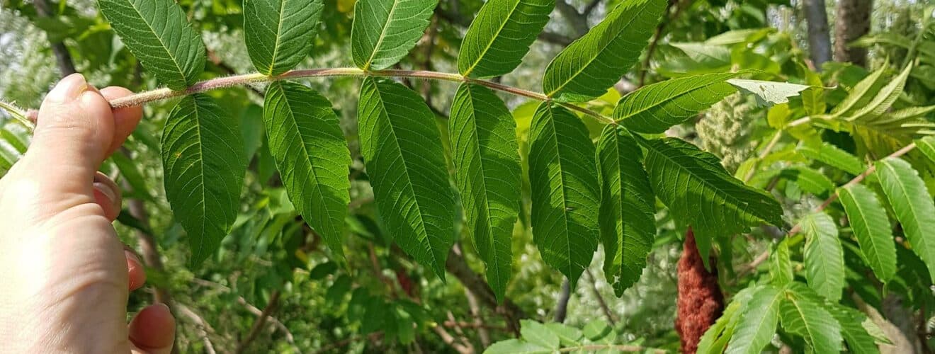 Essigbaum (Rhus typhina)