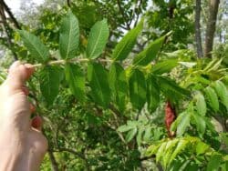 Essigbaum (Rhus typhina)