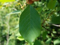 Faulbaum - Echter (Rhamnus frangula)