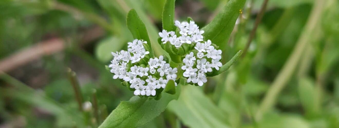 Feldsalat - Gewöhnlicher (Valerianella locusta)