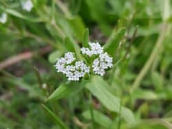 Feldsalat - Gewöhnlicher (Valerianella locusta)