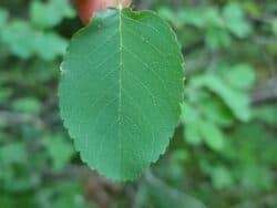 Felsenbirne - Gewöhnliche (Amelanchier ovalis)